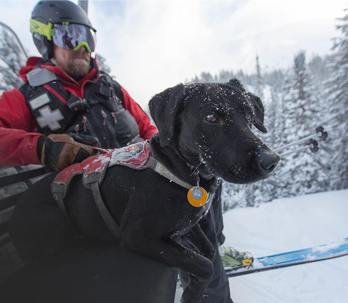 Winter Season with Dogs