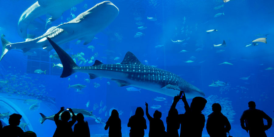 Shark at Aquarium glass tank